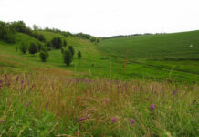 На Вінниччині створили нові ботанічні пам’ятки природи місцевого значення