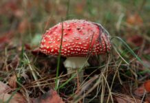 Отруєння грибами: як не перетворити осінній урожай на загрозу життю