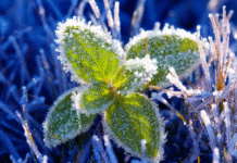 На Вінниччину насуваються перші осінні заморозки
