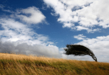 У Вінниці та області очікуються сильні пориви вітру