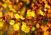 Прогноз погоди у Вінниці 28 жовтня