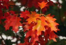 Прогноз погоди у Вінниці на середу