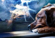 Погода у Вінниці 2 жовтня: дощовий та хмарний день