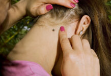 На Вінниччині у вересні зафіксували 43 випадки бореліозу