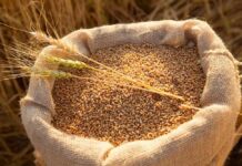 На Вінниччині намолотили понад 2,5 млн тонн зерна