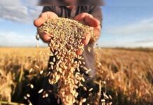 Аграрії Вінниччини намолотили понад 2,4 млн тонн зерна