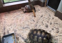 У Подільському зоопарку оселилися дві черепахи після евакуації