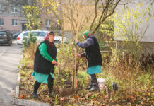 У Вінниці висаджують 500 молодих дерев у дворах