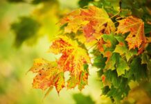 Погода у Вінниці 2 листопада