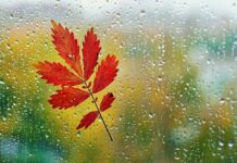 Погода у Вінниці на 9 листопада Листопад дощова погода