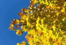 Погода у Вінниці в суботу, 15 листопада