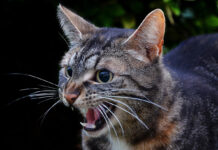 На Вінниччині вдвічі зросла кількість випадків сказу серед тварин