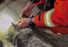 Рятувальники ДСНС подарували життя кошеняті, що опинилося в пастці вогню у Вінниці