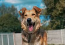 Собачка Полінка з Вінницького муніципального притулку знайшла дім після травм та тривалих поневірянь