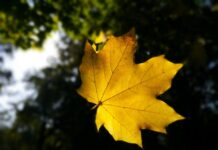 Погода у Вінниці на п’ятницю, 14 листопада