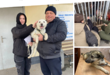 Щасливі історії з Вінницького притулку: Каха та Зайка знайшли свої родини