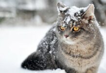 На Вінниччину насуваються різке похолодання та снігопад