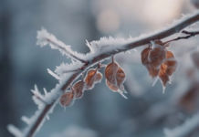 Якою буде погода у Вінниці 11 грудня