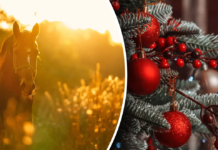 У яких кольорах варто зустрічати Новий 2026 рік