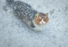 Прогноз погоди у Вінниці 28 грудня