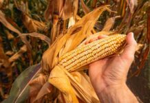 На Вінниччині завершують збір кукурудзи: урожайність вища за торішню