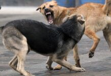 На Вінниччині зграя собак напала на 11-річну дівчинку