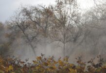 На Вінниччині 10 грудня очікується сильний туман