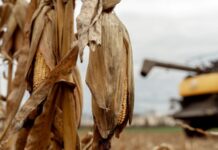 Вінниччина — серед трійки регіонів-лідерів за валовим збором зернових у 2025 році