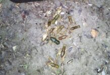 43 тисячі збитків: на Вінниччині виявили незаконний вилов раків