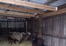 У Подільському зоопарку напередодні Різдва народилися ягнята