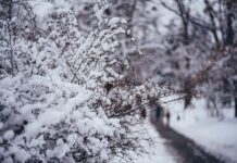 Погода у Вінниці 29 грудня: похмуро та зі снігом