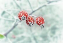 Якою буде погода у Вінниці 23 грудня