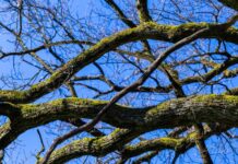 Погода у Вінниці на п’ятницю, 12 грудня