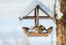 Погода у Вінниці 1 січня: хмарно та зі снігом