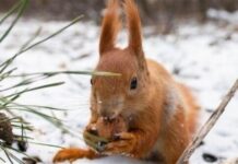 Морози до -5° і вітер: прогноз на останній день року у Вінниці