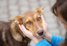 Як у Вінниці працює муніципальний притулок для тварин