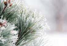 Погода у Вінниці 4 січня