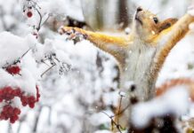 Прогноз погоди у Вінниці на 25 січня