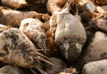 Аграрії Вінниччини зібрали понад 2,2 млн тонн цукрових буряків