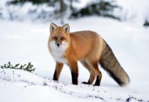 У лісових угіддях Вінниччини регулюватимуть чисельність хижаків: де і коли?