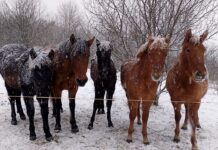 «Кармелюкове Поділля» запрошує на іпорелакс з гуцульськими кіньми