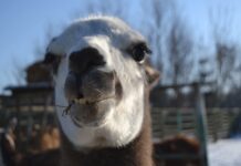 Як живуть тварини Подільського зоопарку взимку