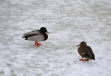 Погода у Вінниці 30 січня