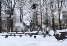 У Вінниці затримали чоловіка, який намагався зробити документи на право власності на 24 квартири