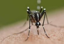 У Вінниці зафіксували завізний випадок гарячки Чикунгунья
