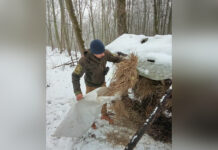 У нацпарку «Кармелюкове Поділля» триває зимова підгодівля тварин