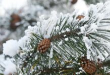 Якою буде погода у Вінниці 5 січня