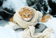 Прогноз погоди у Вінниці на 18 січня