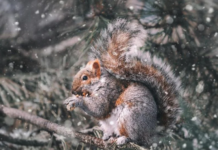 Прогноз погоди у Вінниці 26 лютого