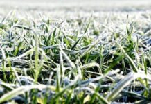 На Вінниччині озимі культури перебувають у стані зимового спокою: ситуація стабільна